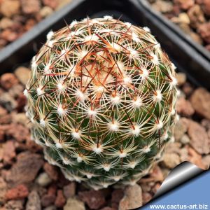 Escobaria vivipara v. arizonica