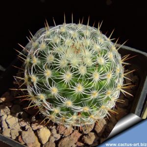 Mammillaria elegans FO135 Tehuacán, Puebla, Mexico