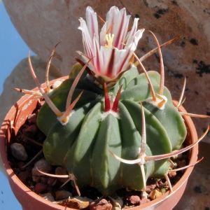 Echinofossulocactus coptonogonus PP959 (= MK111.37) Ventura, HW 57 28km, San Luis Potosí, Mexico