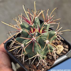 Glandulicactus uncinatus PP829 Tula, Municipio Tula, Tamaulipas, Mexico