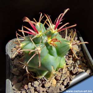 Glandulicactus uncinatus PP829 Tula, Municipio Tula, Tamaulipas, Mexico