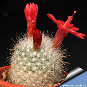 Mammillaria senilis (Mamillopsis senilis)  Balio de Alimito, Durango, Mexico.