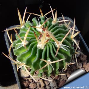Echinofossulocactus crispatus SB438 near San Luis Potosi, San Luis Potosi, Mexico