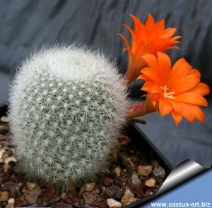 Rebutia muscula KK842 Tarija, Piedra, Bolivia 2300-2800m