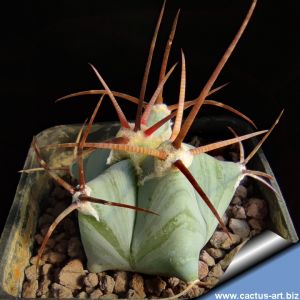 Echinocactus ingens