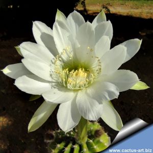 Echinopsis arebaloi
