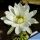 Echinopsis arebaloi
