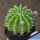 Echinopsis arebaloi