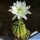 Echinopsis arebaloi