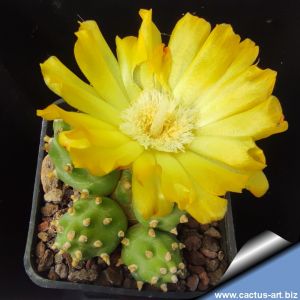 Tephrocactus sp. 08/20