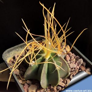 Astrophytum senile v. aureum PP471 El Hundido, Coahuila, Mexico
