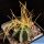 Astrophytum senilis v. aureum PP471 El Hundido, Coahuila, Mexico