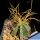 Astrophytum senilis v. aureum PP471 El Hundido, Coahuila, Mexico