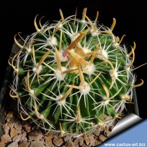 Echinofossulocactus zacatecasensis PC55 Zacatecas, Zacatecas, Mexico