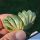 Haworthia truncata cv. LIME GREEN VARIEGATA