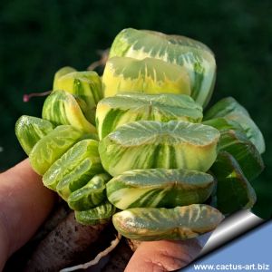 Haworthia truncata cv. LIME GREEN VARIEGATA