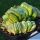 Haworthia truncata cv. LIME GREEN VARIEGATA