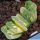 Haworthia truncata cv. LIME GREEN VARIEGATA