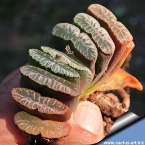 Haworthia truncata cv. HIROSHI NAKATANI (Clone12)