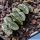 Haworthia truncata cv. HIROSHI NAKATANI (Clone12)