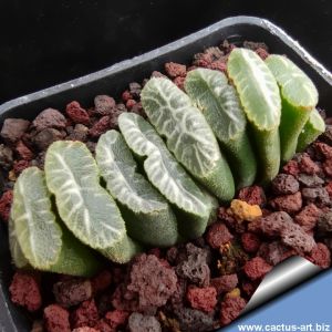 Haworthia truncata cv. HIROSHI NAKATANI (Clone12)