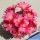 Rebutia cv. DOROTHY