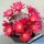 Rebutia cv. DOROTHY