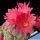 Rebutia cv. DOROTHY