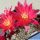 Rebutia cv. DOROTHY