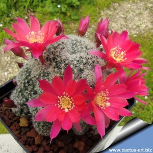 Rebutia cv. DOROTHY