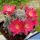 Rebutia cv. DOROTHY