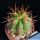 Trichocereus validus