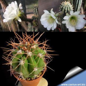 Trichocereus validus