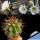 Trichocereus validus