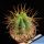 Trichocereus validus