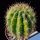 Trichocereus sp.forma variegata (mixed flower colours from seeds)
