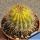 Trichocereus sp.forma variegata (mixed flower colours from seeds)