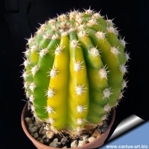 Trichocereus hybrid forma variegata (mixed flower colours from seeds)
