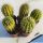 Trichocereus sp.forma variegata (mixed flower colours from seeds)