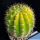 Trichocereus sp.forma variegata (mixed flower colours from seeds)