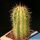 Trichocereus sp.forma variegata (mixed flower colours from seeds)