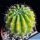 Trichocereus sp.forma variegata (mixed flower colours from seeds)