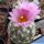 Escobaria grata (hesteri ssp. grata)