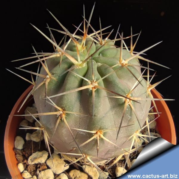 Acanthocalycium