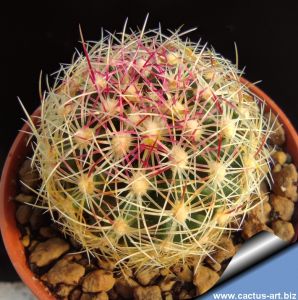 Thelocactus bicolor v. flavidispinus PP03 Marathon, Texas, USA
