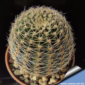 Lobivia densispina Volcan, Jujuy, Argentina