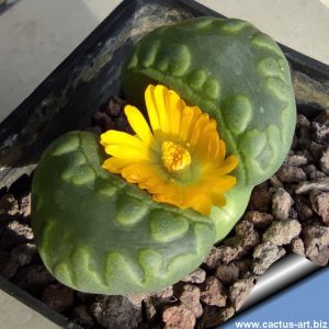 Lithops otzeniana cv. GREEN ATTEMPTS ex S. Hammer