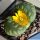 Lithops otzeniana cv. GREEN ATTEMPTS ex S. Hammer