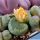 Lithops otzeniana cv. GREEN ATTEMPTS ex S. Hammer