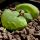 Lithops otzeniana cv. GREEN ATTEMPTS ex S. Hammer